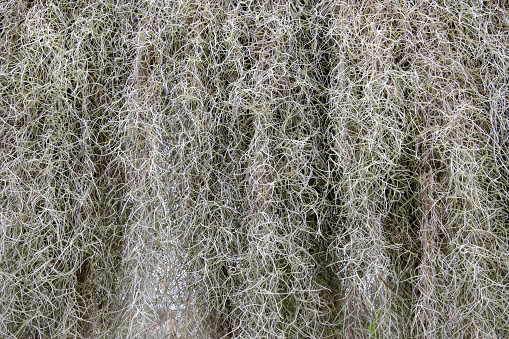 Hanging Spanish moss, a kind of bromeliad. Abstract nature background. Tillandsia Usneoides.