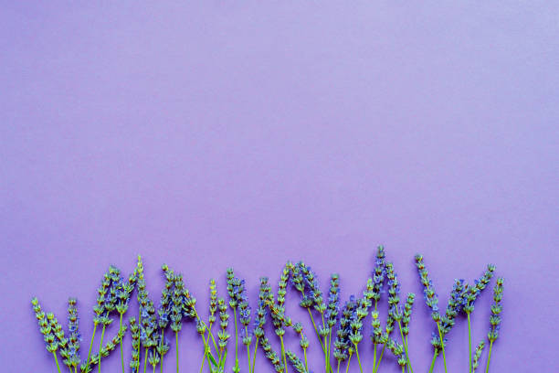 istock Lavender flowers on purple background, flat lay, copy space 1253463563