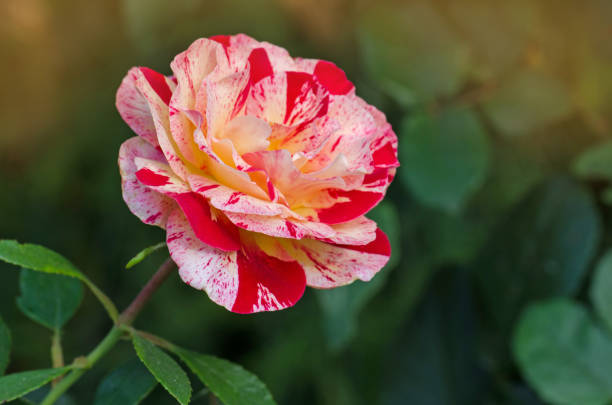 A striking close-up of a yellow and pink rose in full bloom, showcasing a gradient of colors from soft yellow to vibrant pink. The background is softly blurred, emphasizing the delicate beauty of the flower against a natural garden setting.