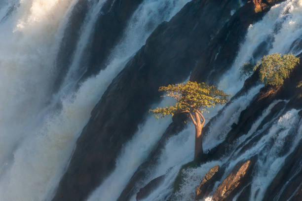 istock Baobab tree in the middle of he Ruacana waterfall 1253464236