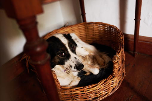 Shot of an adorable dog sitting in a basket at home