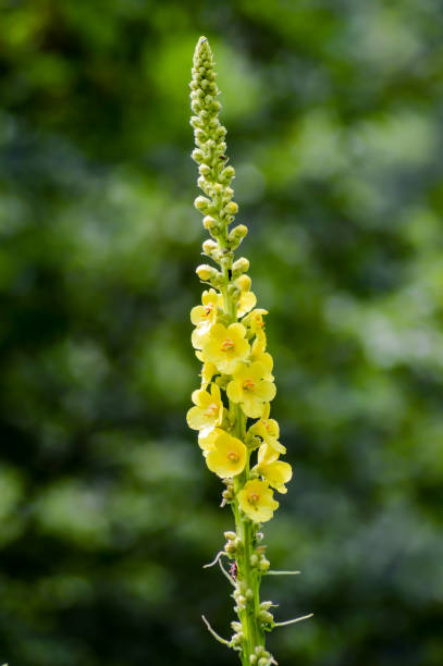 Close up of Reseda luteola, known as dyer rocket, dyer weed stock photo