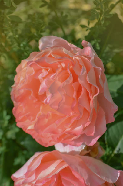 istock English beautiful orange rose 1253465393
