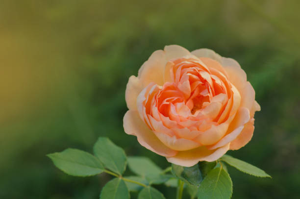 istock Orange rose with green leaves. 1253465474