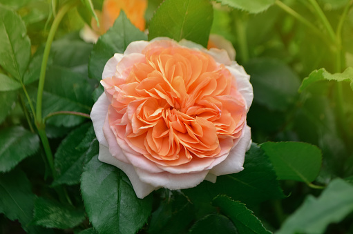 Orange flowering rosa Lady of Shalott in garden