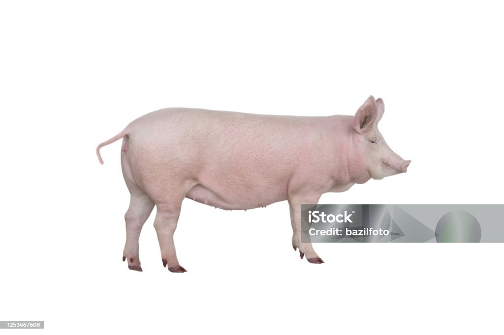 großes Schwein isoliert auf weiß - Lizenzfrei Schwein Stock-Foto