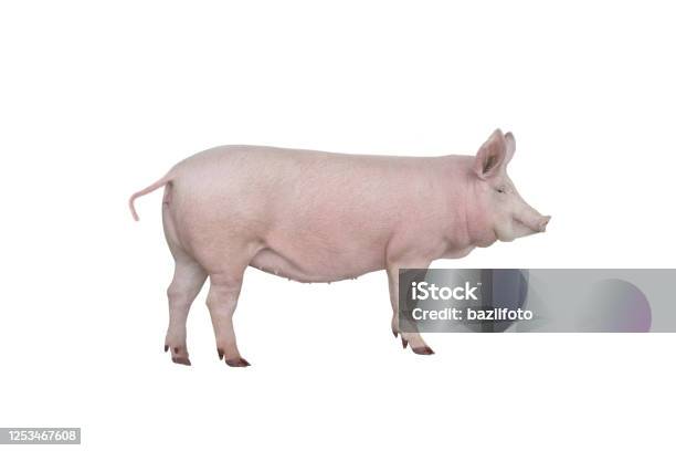 Großes Schwein Isoliert Auf Weiß Stockfoto und mehr Bilder von Schwein - Schwein, Weißer Hintergrund, Groß