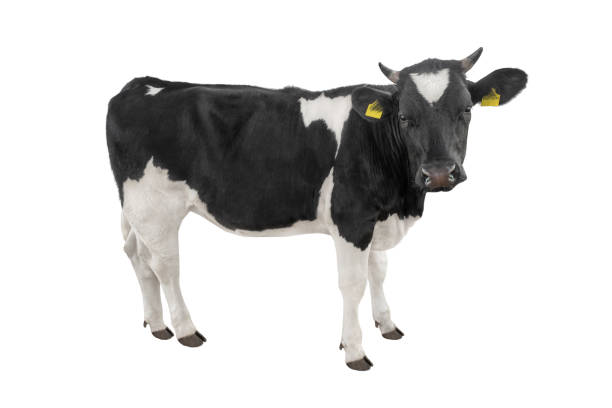 istock Young black and white cow isolated on a white 1253467647