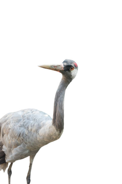 istock gray crane is isolated on a white 1253467652