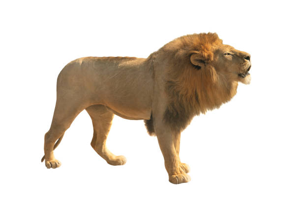 istock Growling lion isolated on a white 1253467678