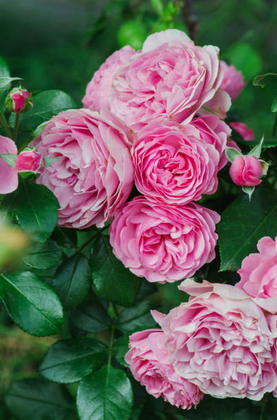 istock Pink blooming Bourbon roses 1253468378