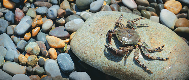 Red crab on a rock on sea shore close up