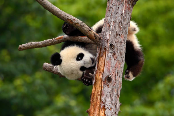istock funny Panda Bear.  comical young Panda Bear on the tree. Lying cute young Giant Panda feeding feeding bark of tree. Sichuan Giant Panda from China, Asia. Rare animal in the nature forest habitat. 1253468490