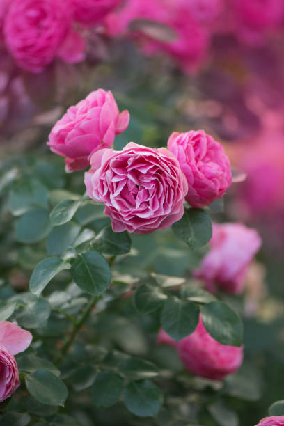 istock Pink rose flower. Rose Pink Mini Wonder 1253468578