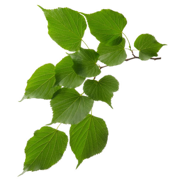 istock Linden tree branch with green fresh leaves isolated on white background 1253468668