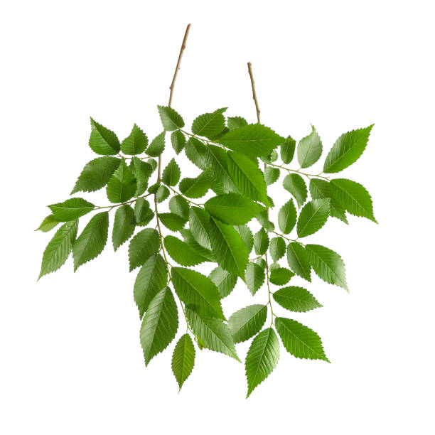 istock Elm green leaves with branch on stem isolated on white background 1253468670