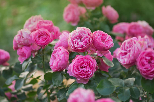 istock Pink rose flower on  blurry pink roses background 1253468692