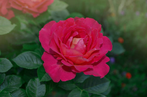 istock Blooming red rose Shanti. Red flowering rosa. 1253468795