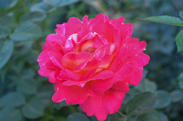 rot blühende rosa. blühende rote rose utopiya - prachtnelke stock-fotos und bilder