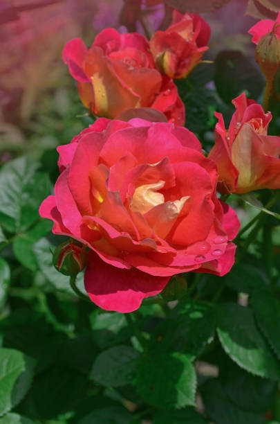 istock Blooming red rose Circus. Red flowering rosa. 1253468963