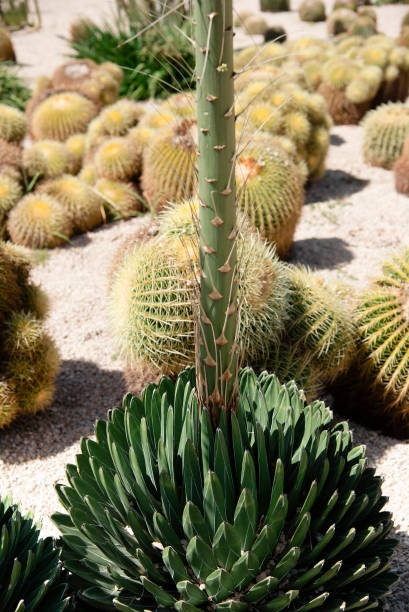 istock Cactus in the park, Barcelona city 1253472279