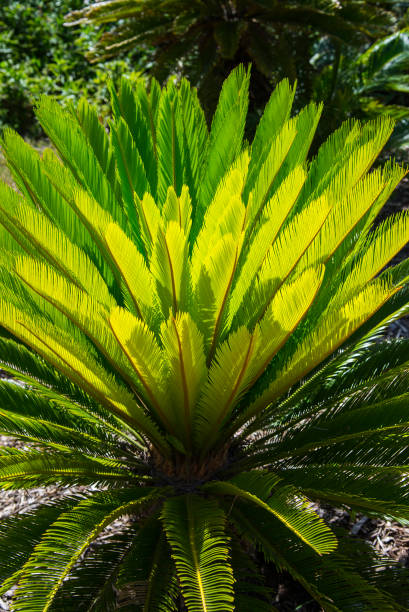 Sago palm leaves (Cycas revoluta) stock photo