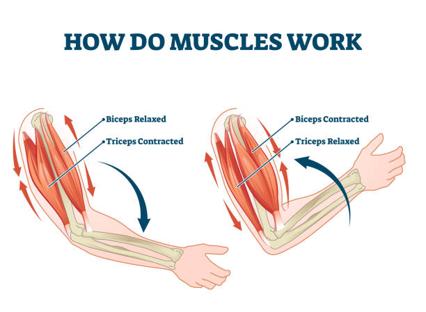 근육은 원리 설명 계획 벡터 일러스트레이션으로 분류된 작동 방법 - muscular contraction stock illustrations