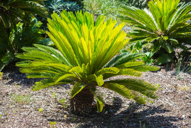 Sago palm leaves (Cycas revoluta) stock photo