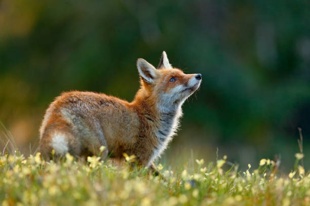 istock Beautiful Red Fox, Vulpes vulpes, at green forest with flowers 1253473838