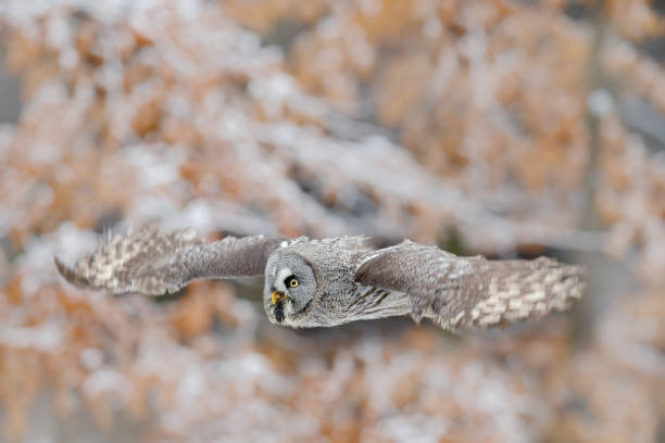 great grey owl, strix nebulosa, flying bird in the white snow trees with orange autumn forest background - great white owl imagens e fotografias de stock