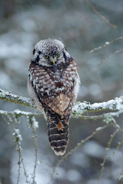 istock Hawk Owl sitting on the larch in cold snow winter 1253473906