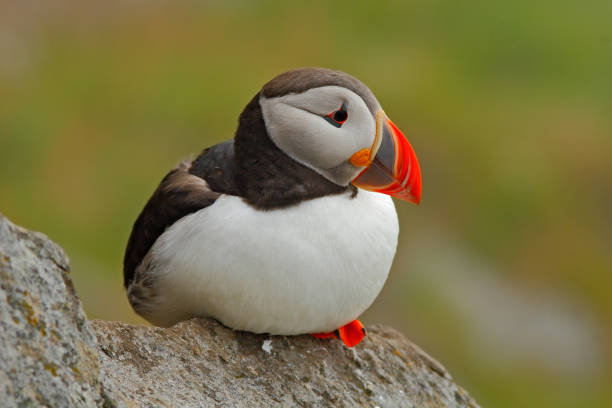 puffin atlântico, artica fratercula, pássaro ártico sentado na rocha, habitat natural, ilha de runde, noruega - artica - fotografias e filmes do acervo