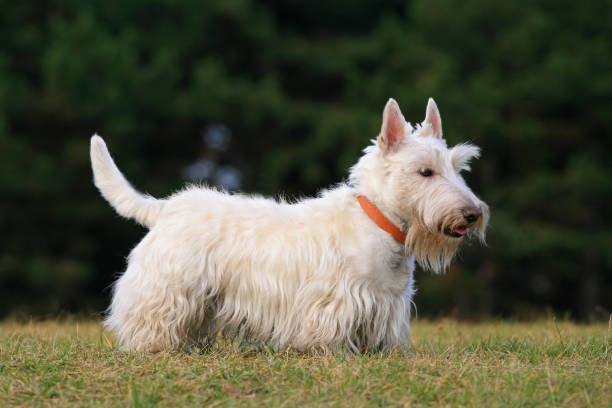 istock White (wheaten) scottish terrier, cute dog on green grass lawn 1253473949