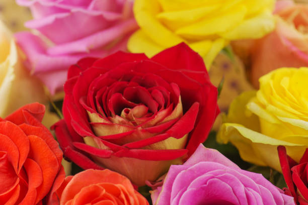 Mixed colorful roses full blooming. Beauty roses flowers. Bouquet of fresh beautiful flowers.