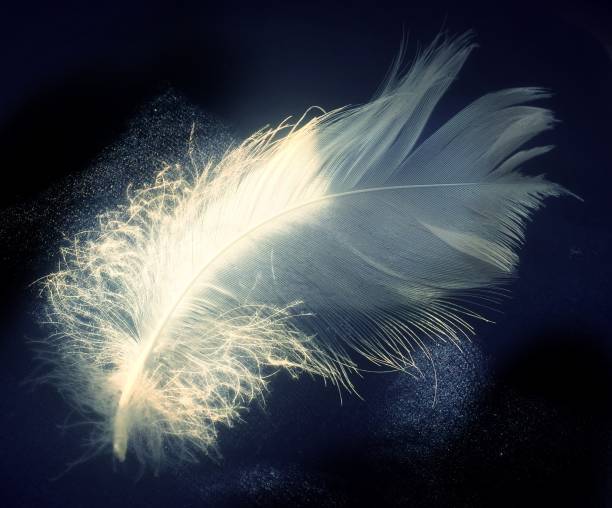 istock Fluffy swan feather on dark blue cloth 1253474983