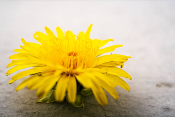 istock yellow dandelion flower close-up 1253475489
