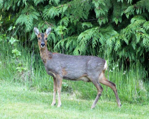istock Roe deer in a garden in Scotland 1253475610