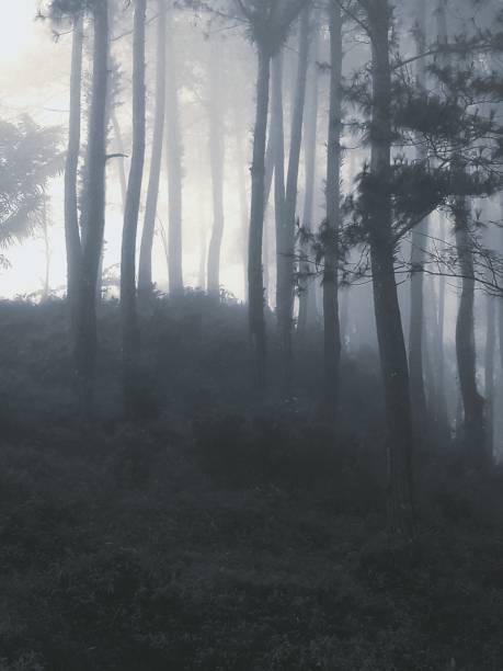 istock pine forest in the morning 1253476899