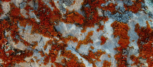 Banner of many small colonies of orange lichens. On the mountain Bjelasnica, Bosnia and Herzegovina.
