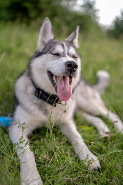 istock Husky dog walking over the meadow during the sunset 1253477308