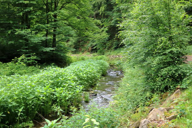 istock Mountain river flowing through the green forest 1253478003