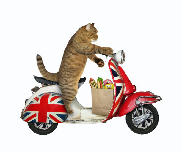 istock Cat riding english moped 3 1253478054