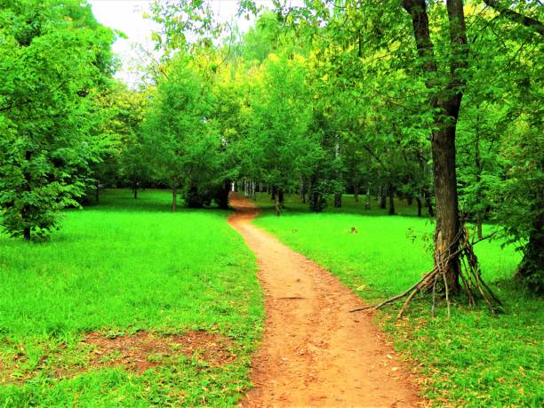 istock Trees in summer forest. Nature background. 1253478625