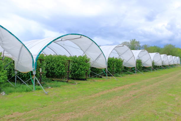 istock Growing raspberries in greenhouse plantation 1253478763