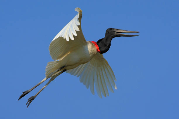 자비루, 자비루 mycteria, 푸른 하늘, 판타날, 브라질비행 흰 새 - saddle billed stork 뉴스 사진 이미지