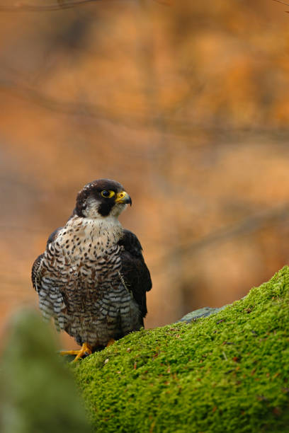 greifvogel peregrine falcon sitzt auf dem moosstein mit orangen herbsthintergrund - stone bird animal autumn stock-fotos und bilder