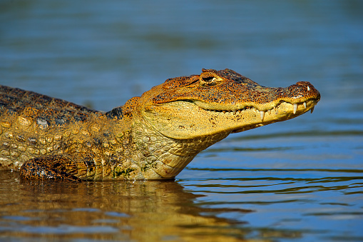 Portrait of Yacare Caiman in blue water, Cano Negro, Costa Rica