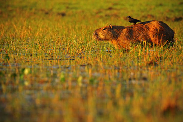 istock Biggest mouse, Capybara, Hydrochoerus hydrochaeris, with evening light during sunset, wild animal in the nature habitat, bird in the back, evening sun, Pantanal, Brazil 1253478916