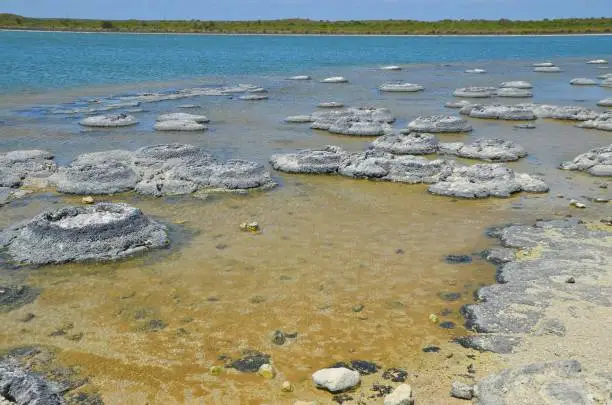 Stromatolites - One of the oldest lifeforms on earth