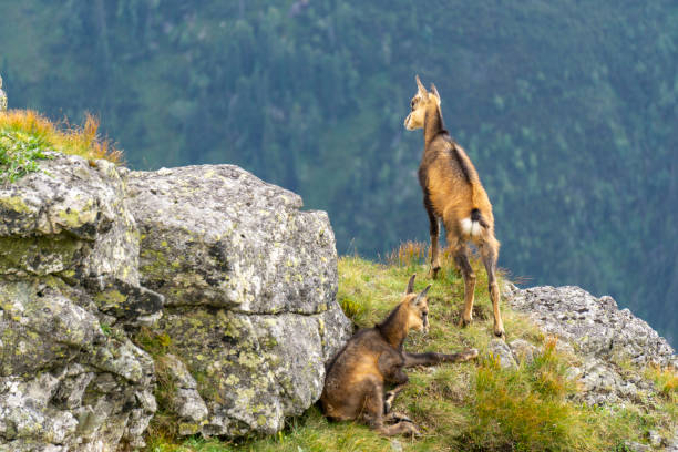 istock Chamois Tatra ( Rupicapra rupicapra tatrica ). Tatra Mountains. 1253479417